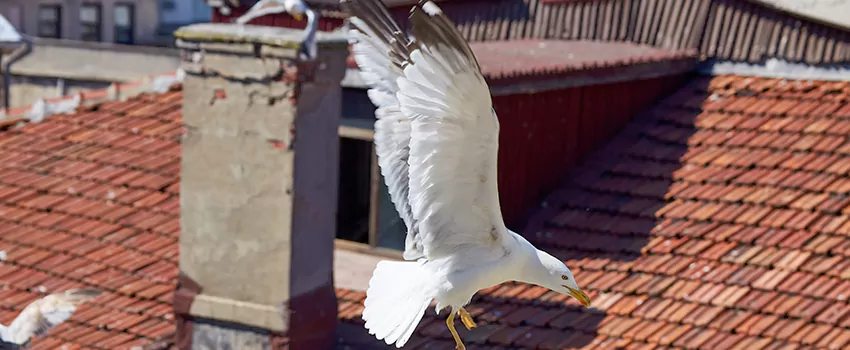 Residential Chimney Animal Removal Solution in North Fort Myers, FL